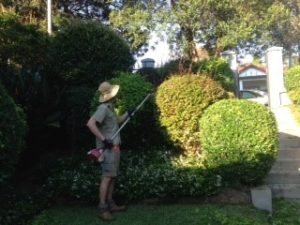Gardening services Double Bay NSW