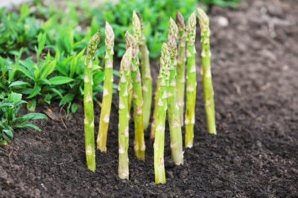 asparagus in winter