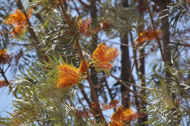 Epic List of Australian Native Flowers