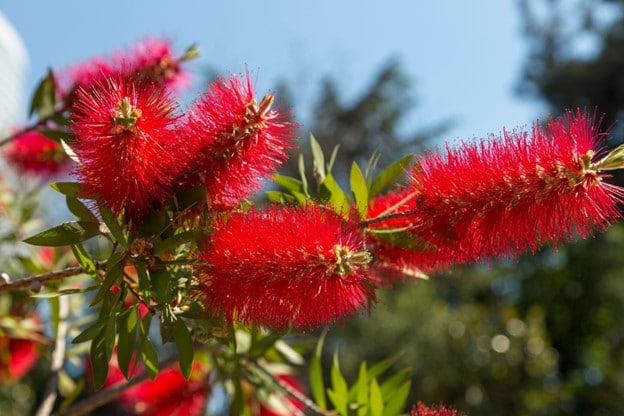 Epic List of Australian Native Flowers