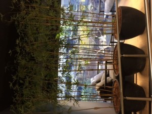 large garden pots sydney