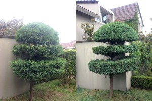 garden specialists sydney