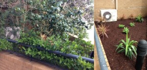 garden specialists sydney