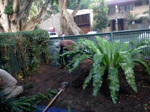 garden service eastern suburbs sydney