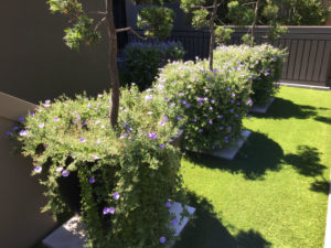 lawn and garden maintenance Sydney