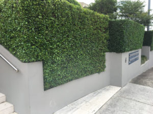 tree trimming removal eastern suburbs sydney