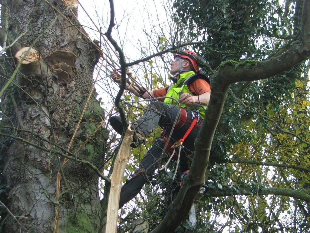 How Much Does it Cost to Remove A Tree?