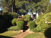 tree removal Eastern Suburbs