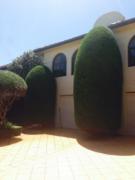 tree services Sydney