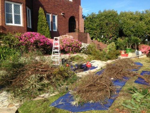 tree removal Eastern Suburbs
