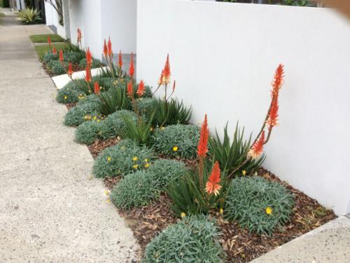 garden maintenance-eastern suburbs sydney