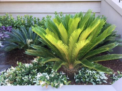 landscape design eastern suburbs sydney