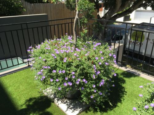 tree removal service Eastern Suburbs Sydney