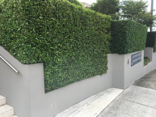 tree trimming removal eastern suburbs sydney